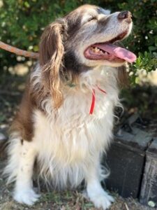 Perro rescatado tomando sol